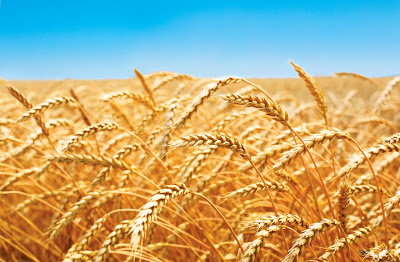 The Lord of the Harvest (ekballo)